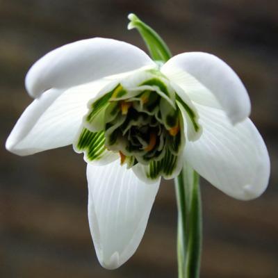 galanthus-richard-ayres_400.jpeg