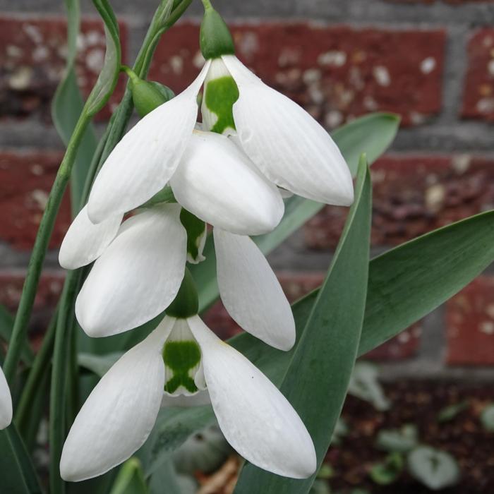 Galanthus 'Richard Handscombe' plant