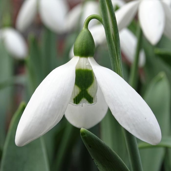 Galanthus 'Richard Handscombe' plant