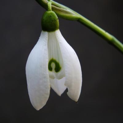 galanthus-rings-rum_400.jpeg