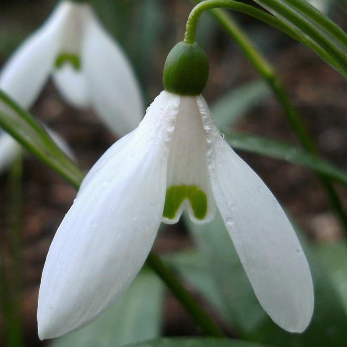 Galanthus rizehensis K 97 SUM plant