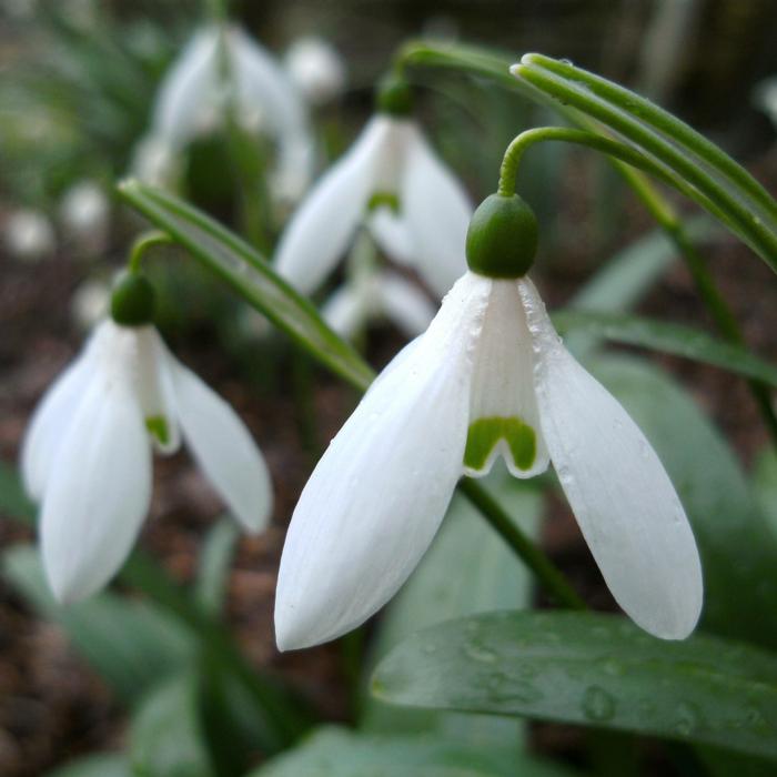 Galanthus rizehensis K 97 SUM plant
