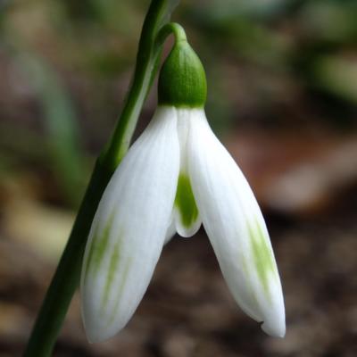 galanthus-rubys-green-dream_400.jpeg