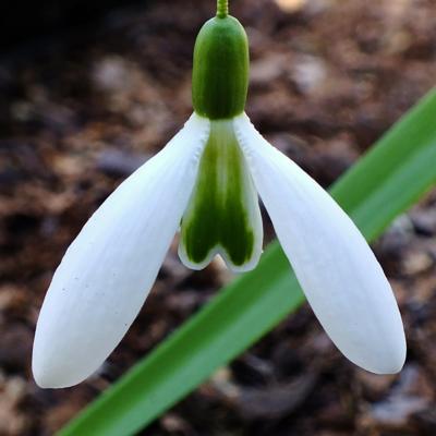 galanthus-rumpelstielzchen_400.jpeg