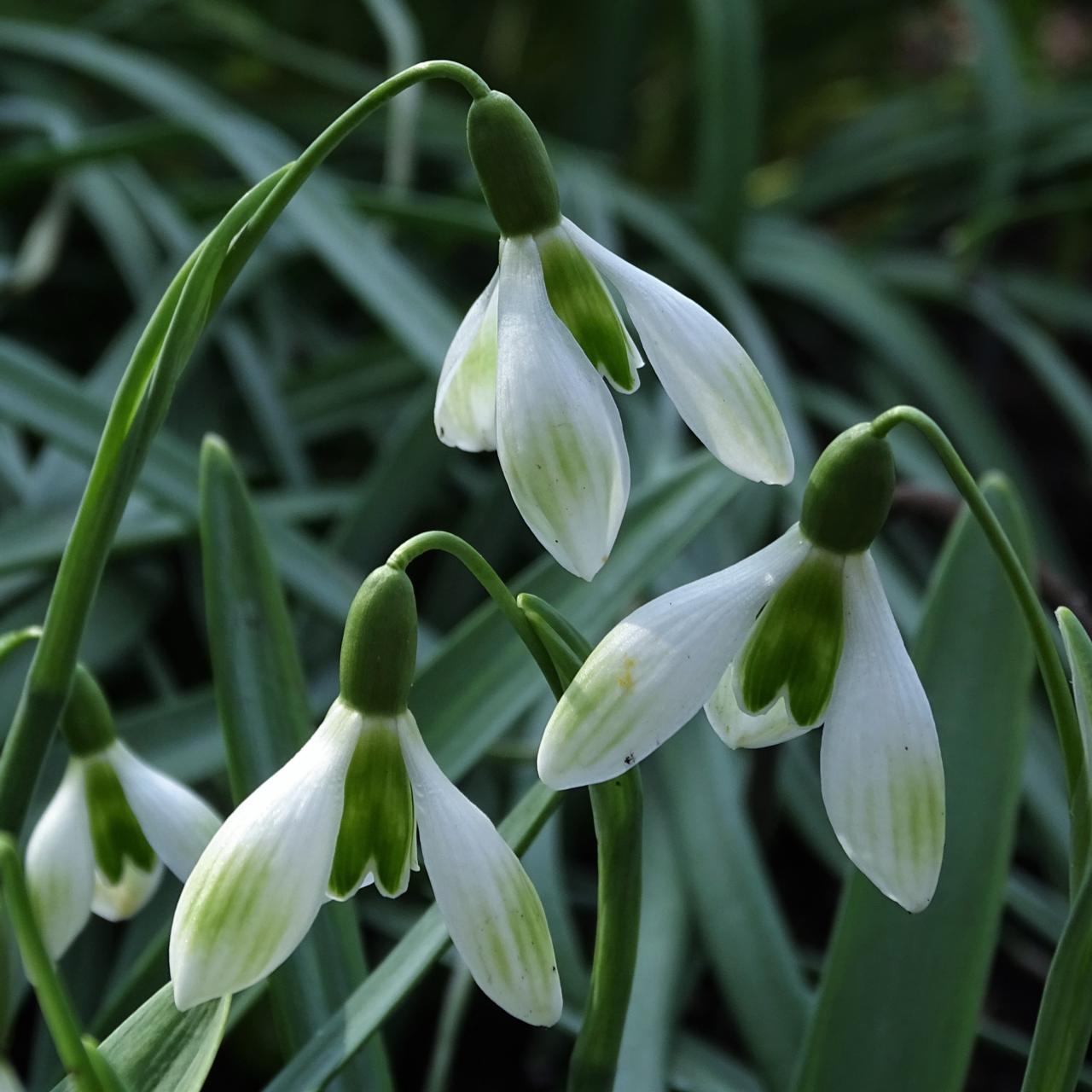 Galanthus 'Rushmere Green' plant