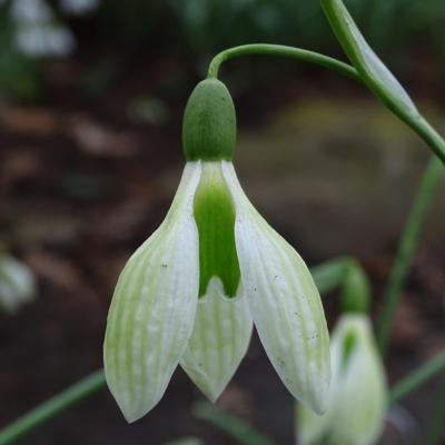 galanthus-ruslans-ppr140482_400.jpeg