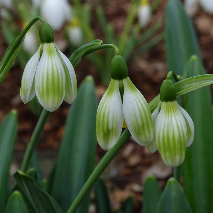 Galanthus 'Ruslan's PP-R-14-8431' plant