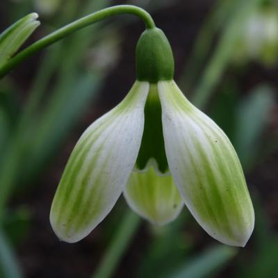 galanthus-ruslans-ppr148431_400.jpeg