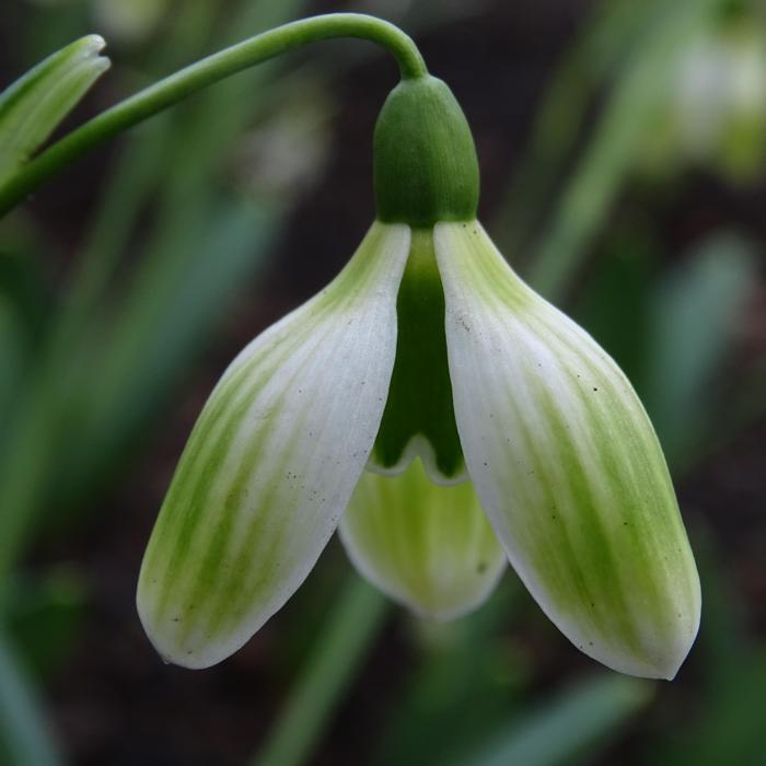 Galanthus 'Ruslan's PP-R-14-8431' plant