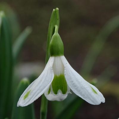 galanthus-ruslans-pps140171_400.jpeg