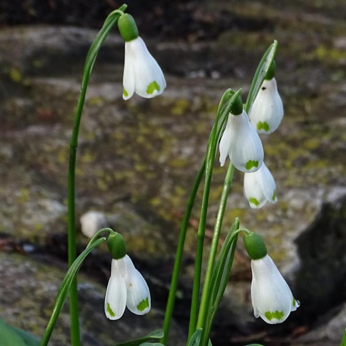 Galanthus 'Ruslan's PW-ASV-16-0441' plant