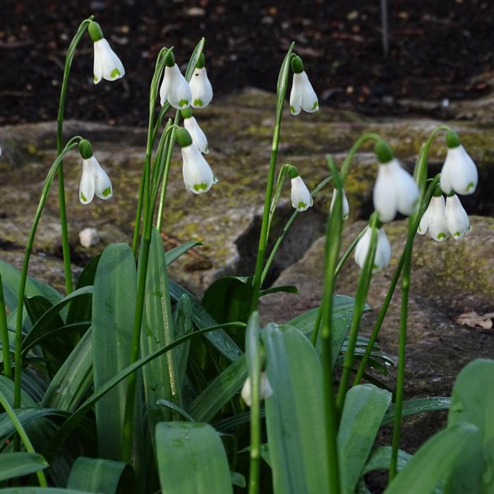 Galanthus 'Ruslan's PW-ASV-16-0441' plant