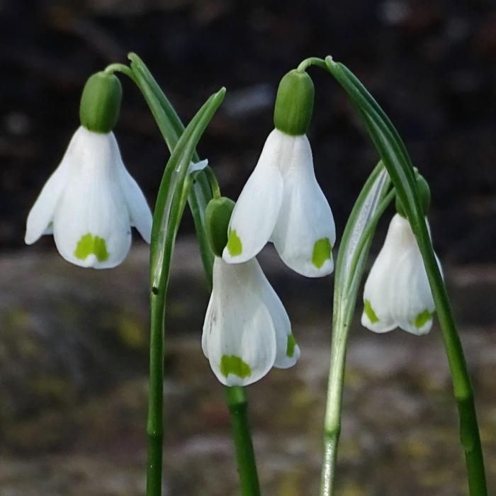 Galanthus woronowii semi IPoc PW-ASV-16-0441 plant