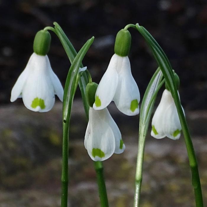 Galanthus 'Ruslan's PW-ASV-16-0441' plant