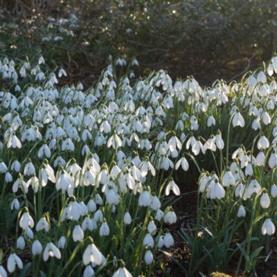 galanthus-s-arnott_2_400.jpeg