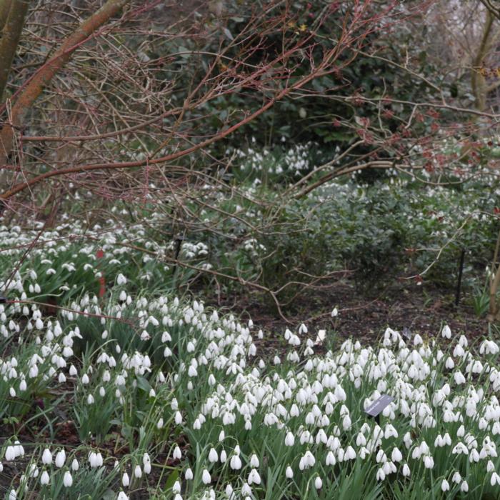 Galanthus 'S. Arnott' plant