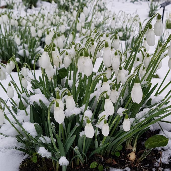 Galanthus 'S. Arnott' plant