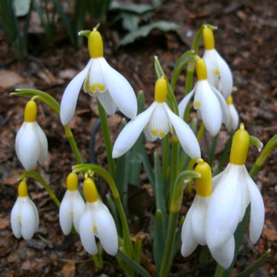 galanthus-sandersii-gp-ex-kurt-kleisa_400.jpeg