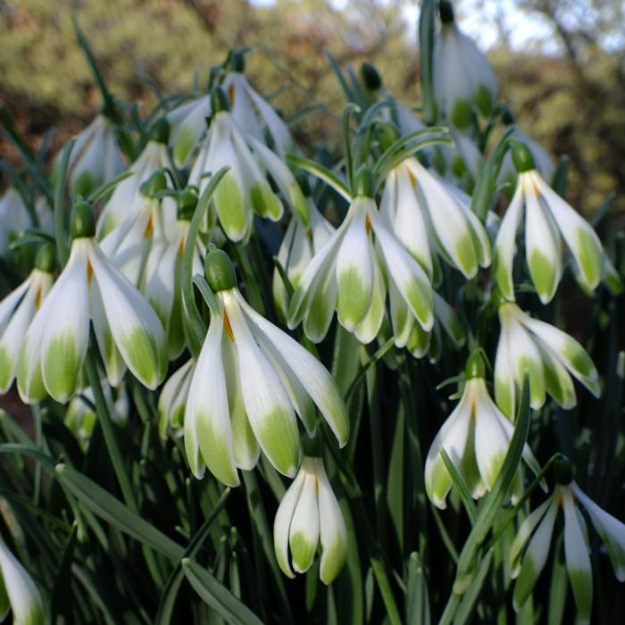 Galanthus 'Wifi Schapeau' plant