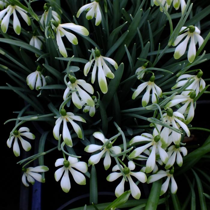 Galanthus 'Wifi Schapeau' plant