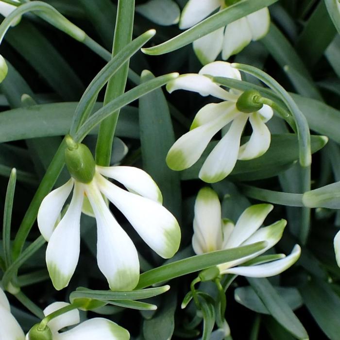 Galanthus 'Wifi Schapeau' plant