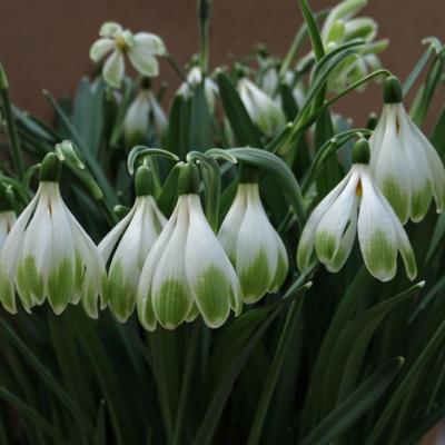 galanthus-schapeau_400.jpeg