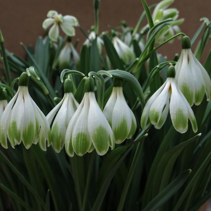 Galanthus 'Wifi Schapeau' plant