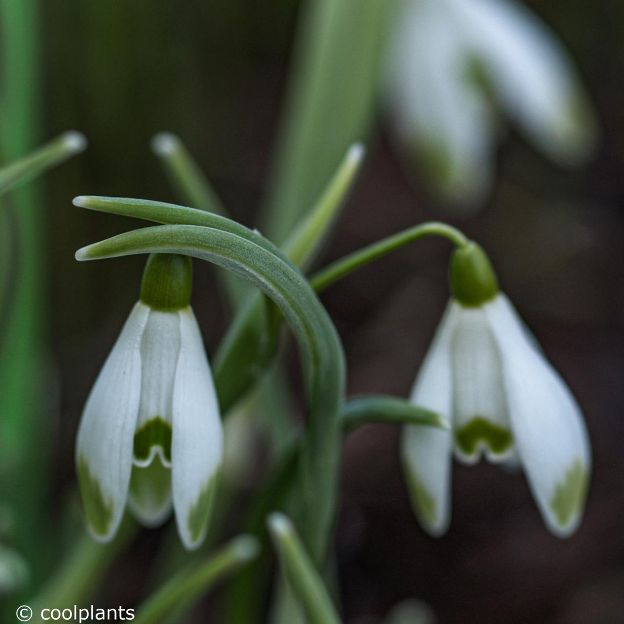 Galanthus Scharlockii Group plant