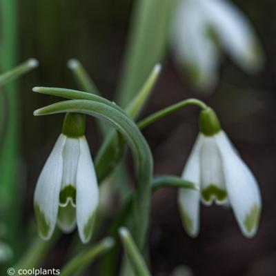 galanthus-scharlockii-group_400.jpeg