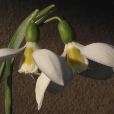 galanthus-schorbuser-lampion_1_400.jpeg