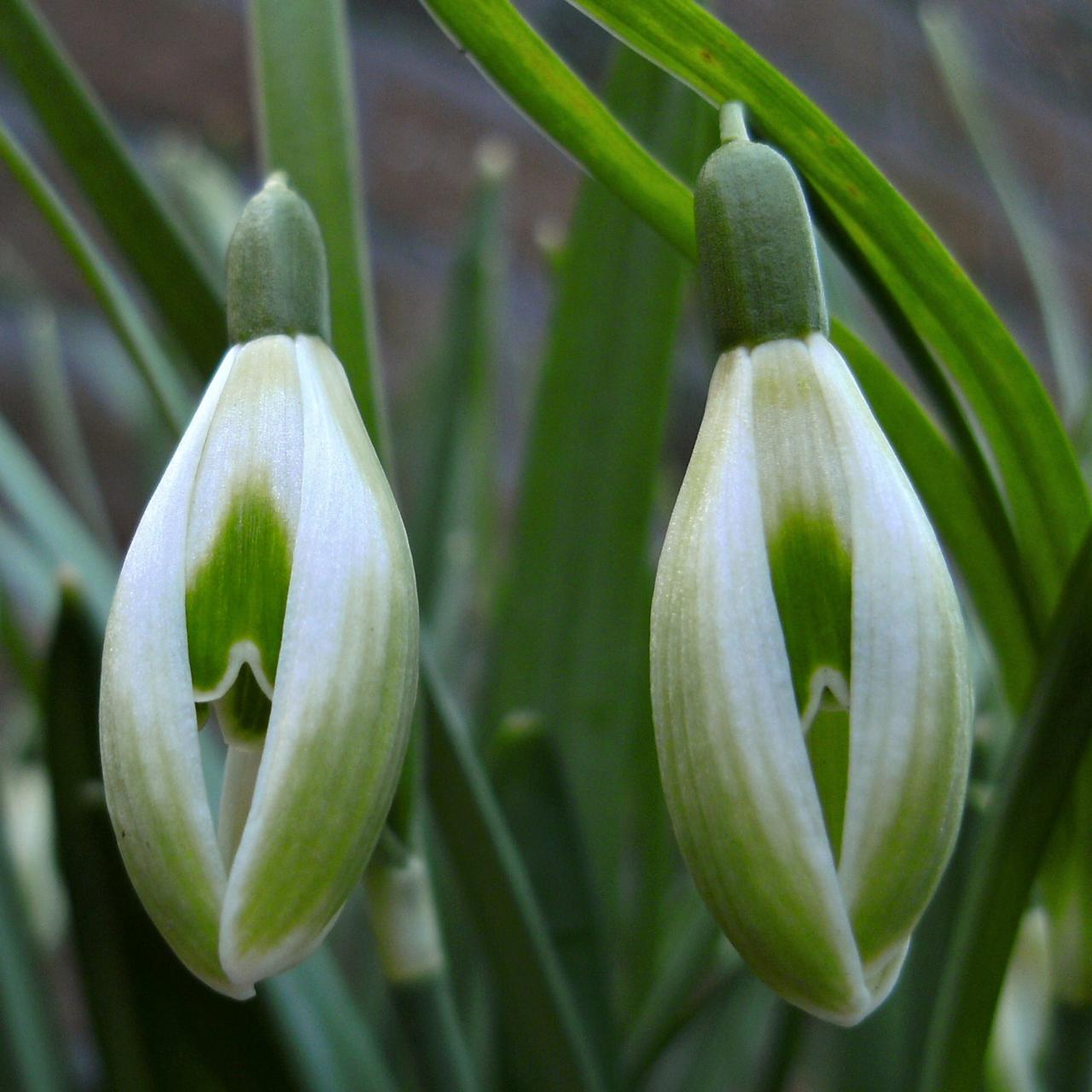 Galanthus 'Selina Cords' plant