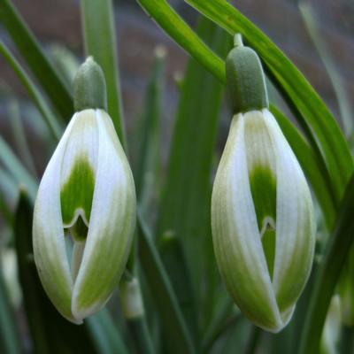 galanthus-selina-cords_400.jpeg