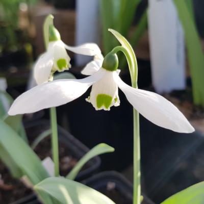 galanthus-shropshire-queen_400.jpeg