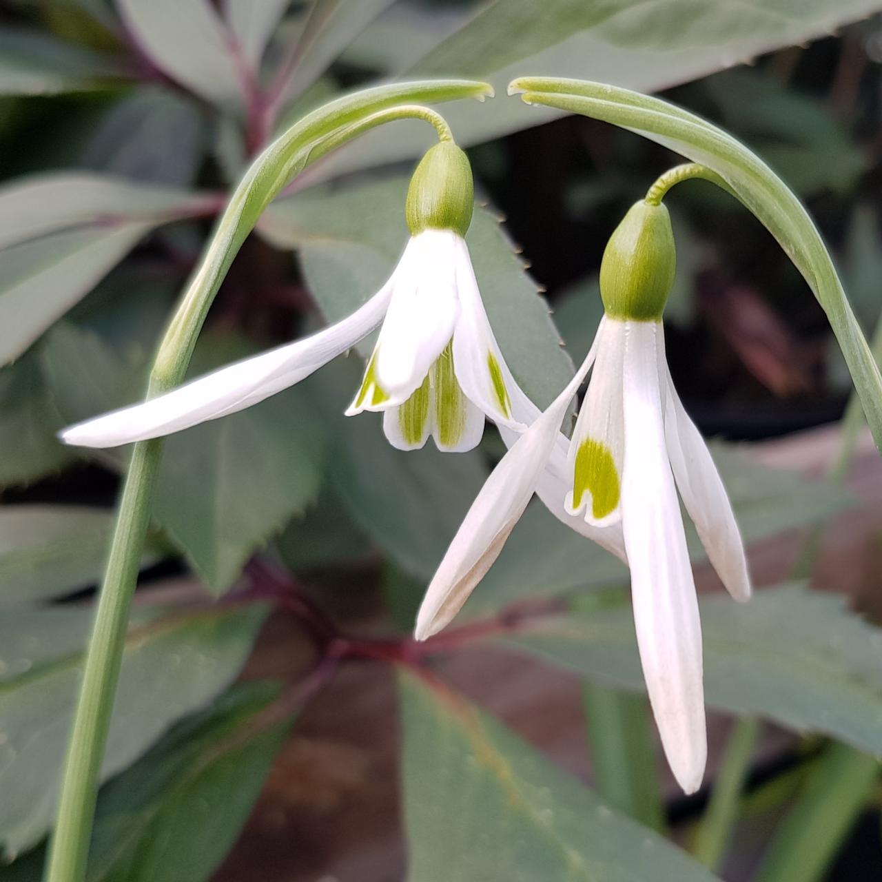 Galanthus 'Silver Wells' plant