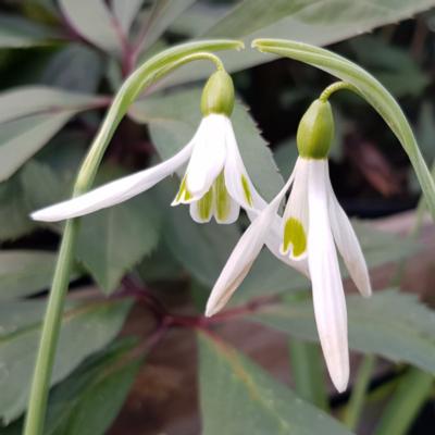 galanthus-silver-wells