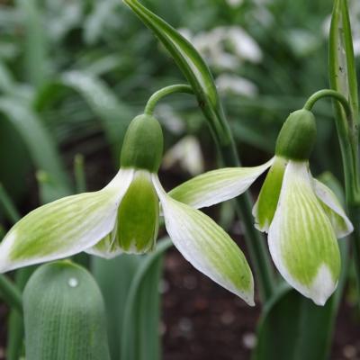 galanthus-simply-glowing