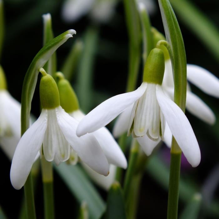 Galanthus 'Snow White's Gnome' plant