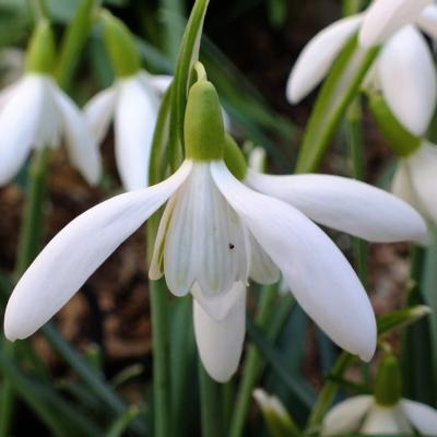galanthus-snow-whites-gnome_400.jpeg