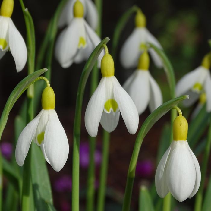 Galanthus 'Spindlestone Surprise' plant