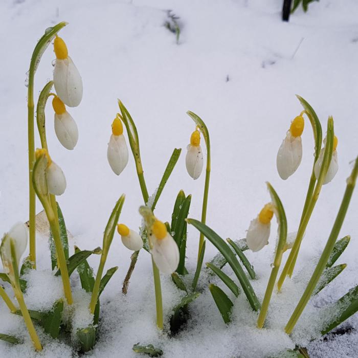 Galanthus 'Spindlestone Surprise' plant