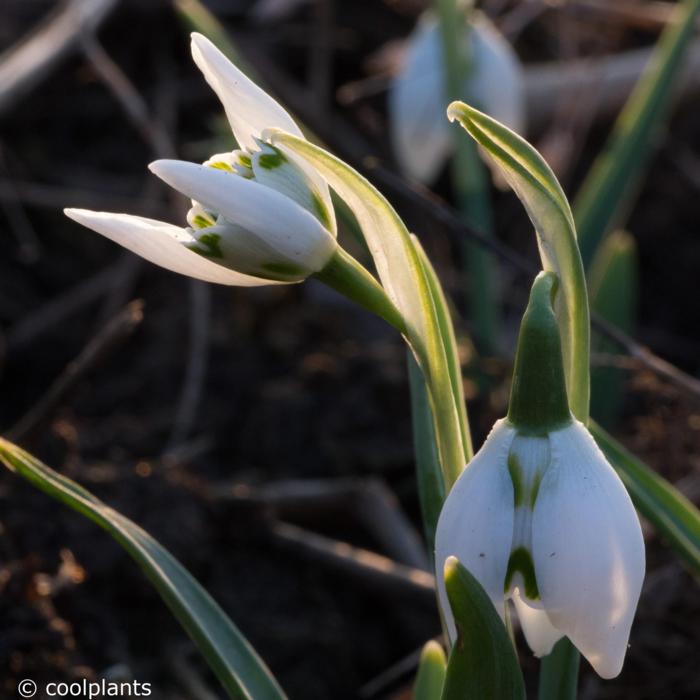 Galanthus 'St. Pancras' plant