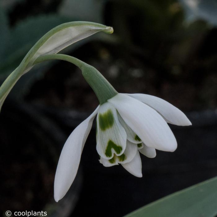 Galanthus 'St. Pancras' plant