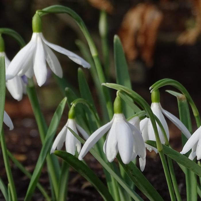 Galanthus 'Starburst' plant