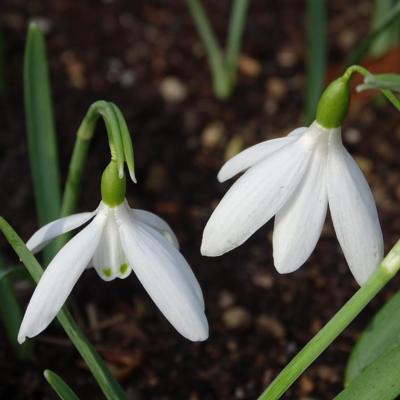 galanthus-starburst_400.jpeg