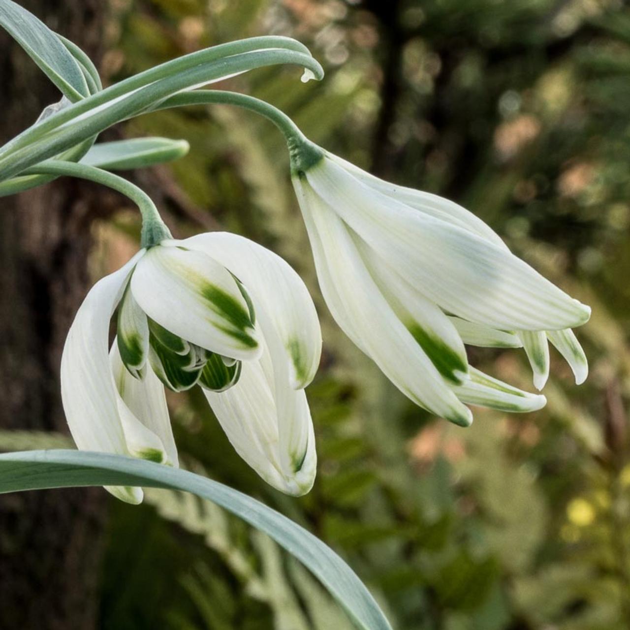 Galanthus 'Starling' plant