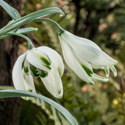 galanthus-starling