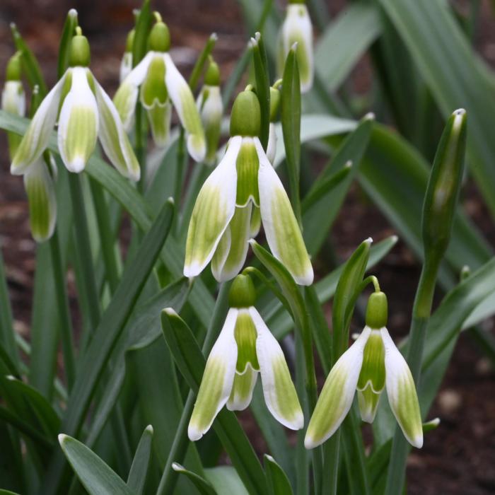Galanthus 'Sundhaft Grün' plant