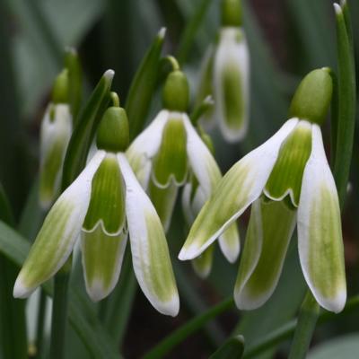galanthus-sundhaft-grun