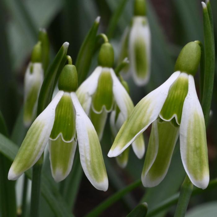 Galanthus 'Sundhaft Grün' plant