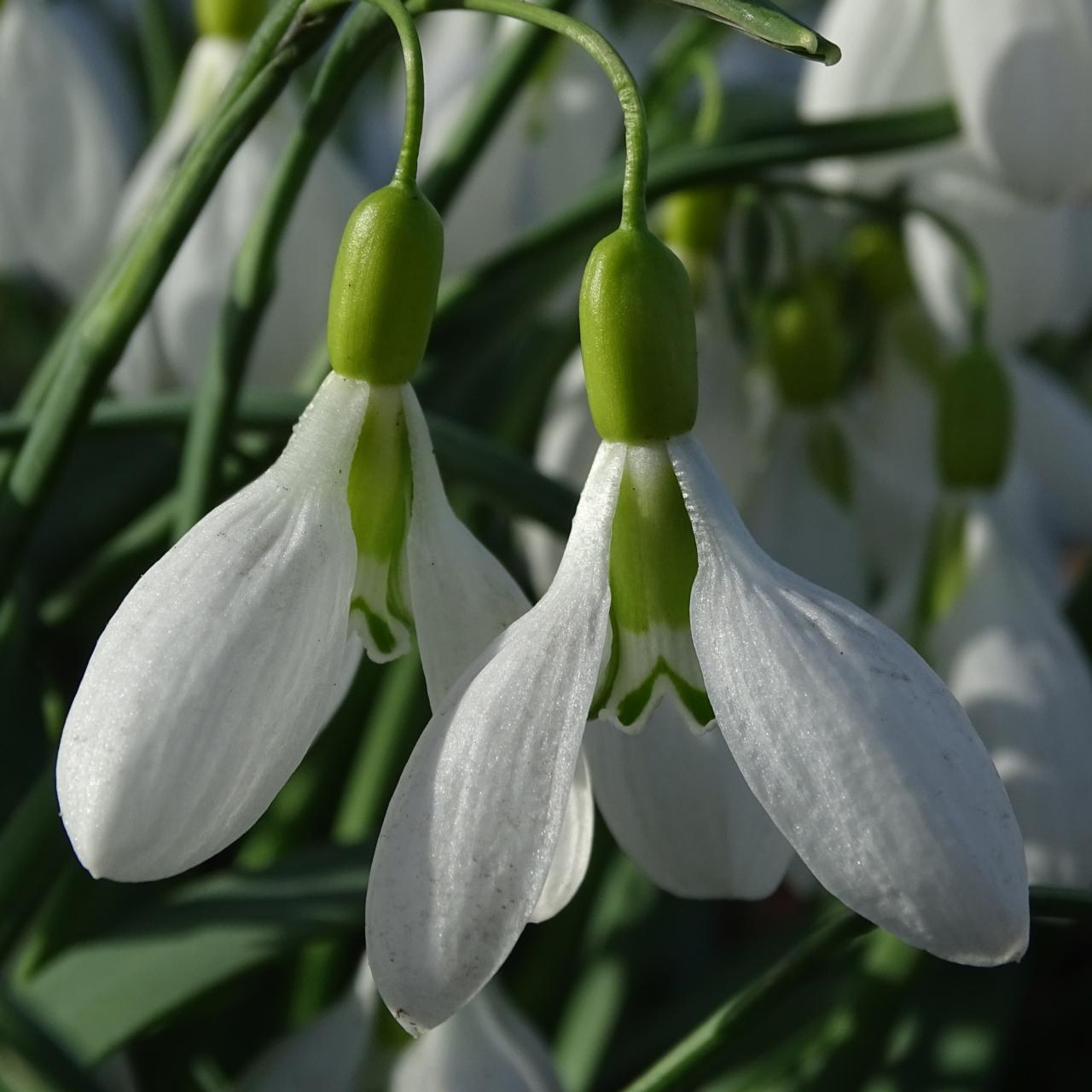 Galanthus 'Sutton Courtenay' plant